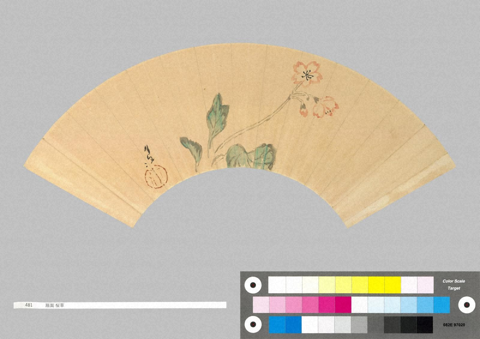 扇面 桜草 - 金沢ミュージアムプラス